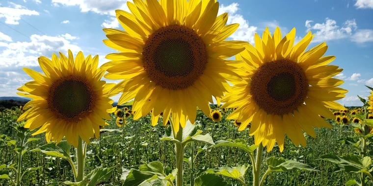 creator header picture