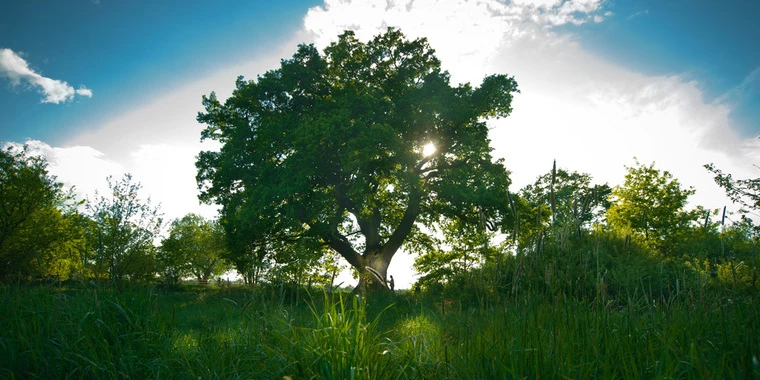 creator header picture
