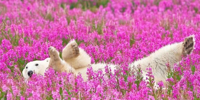 creator header picture