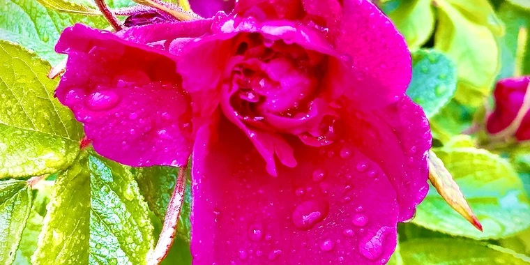 creator header picture