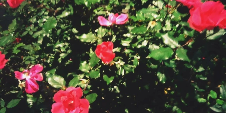 creator header picture