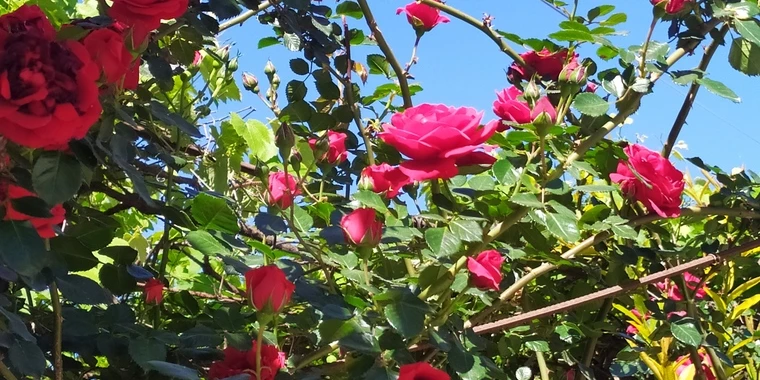 creator header picture