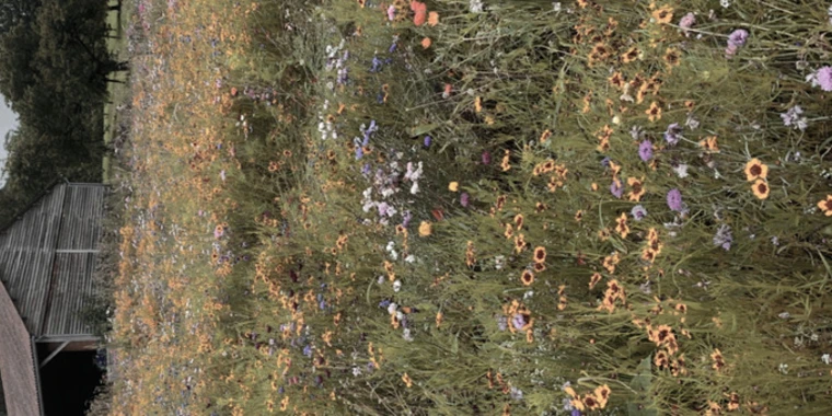 creator header picture