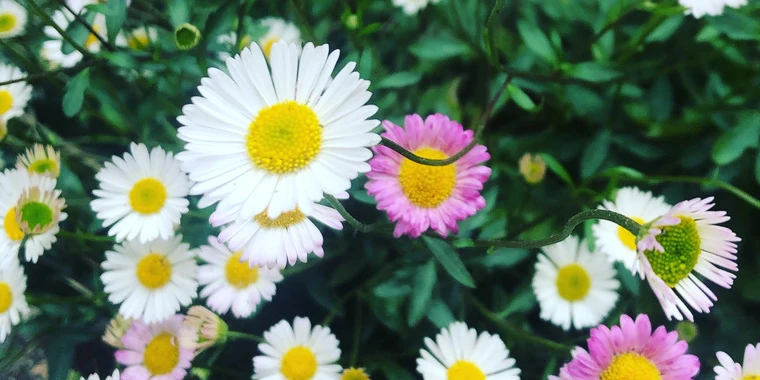creator header picture
