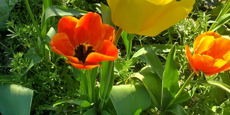 creator header picture