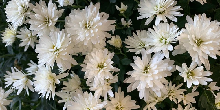 creator header picture