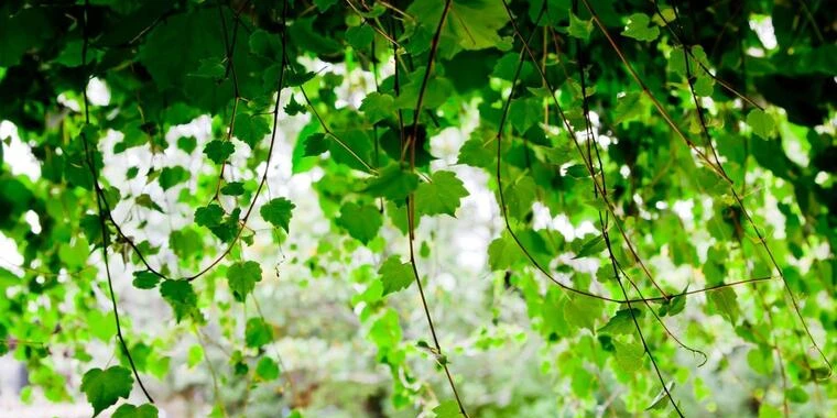 creator header picture
