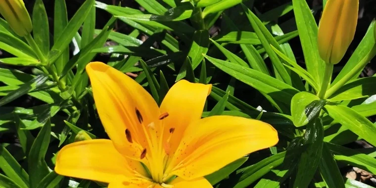 creator header picture