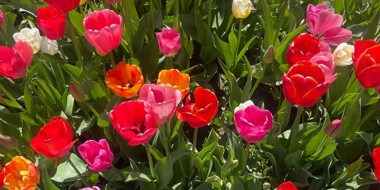 creator header picture