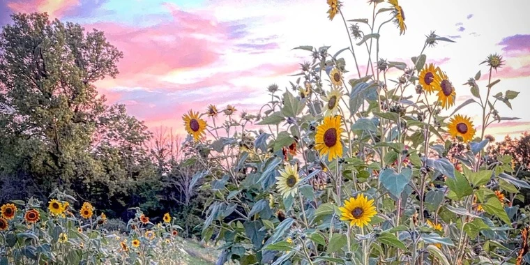 creator header picture