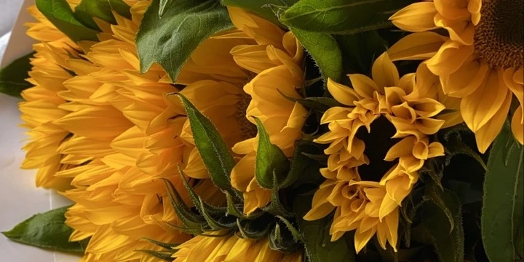 creator header picture