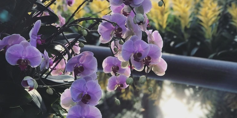 creator header picture
