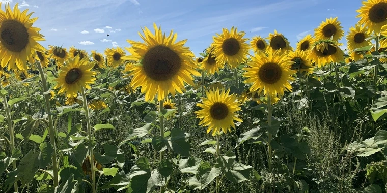 creator header picture