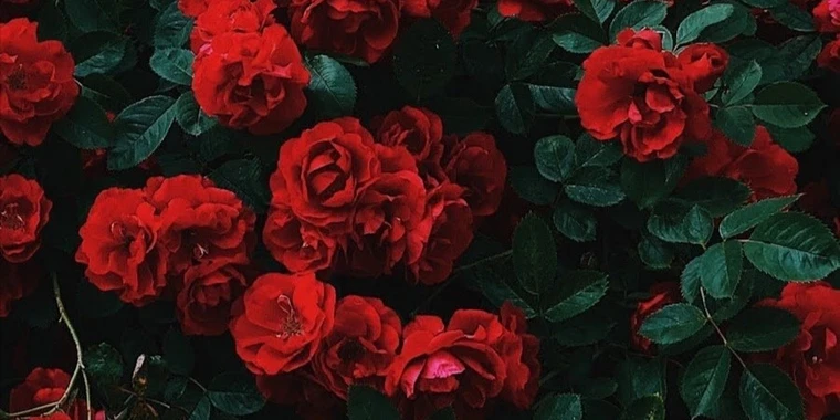 creator header picture