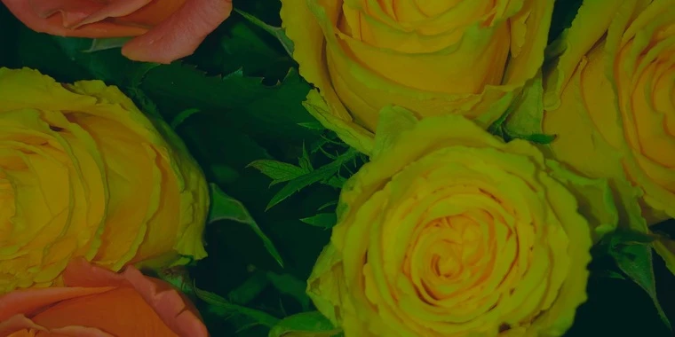 creator header picture