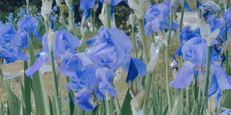 creator header picture