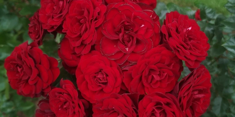 creator header picture
