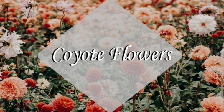 creator header picture