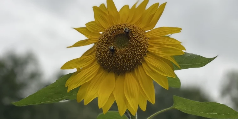 creator header picture