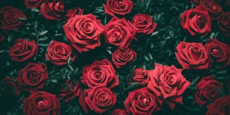 creator header picture