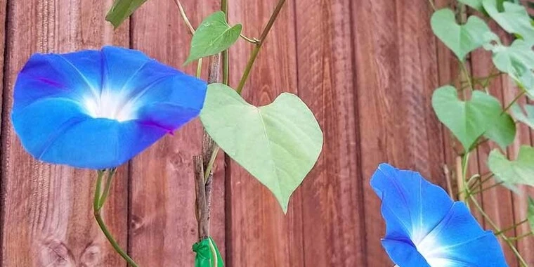 creator header picture