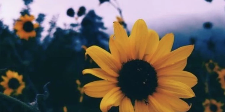creator header picture