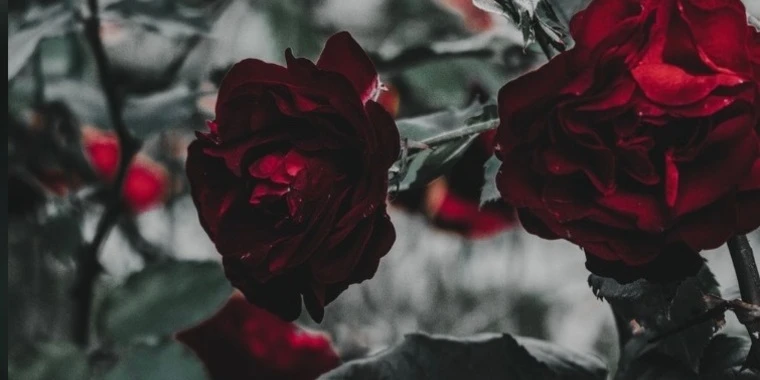 creator header picture