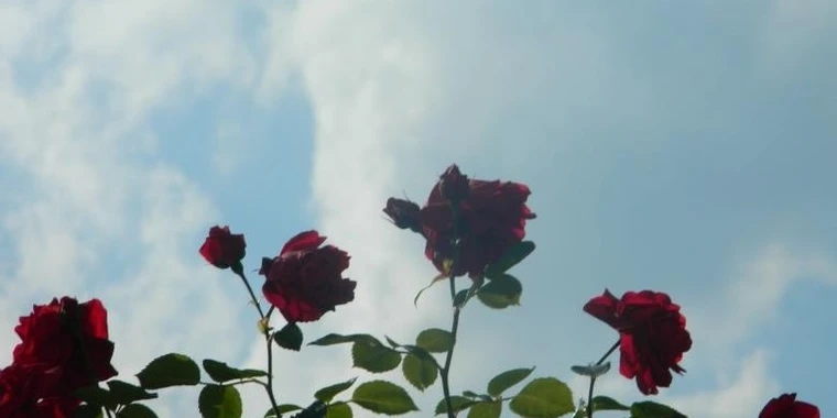 creator header picture