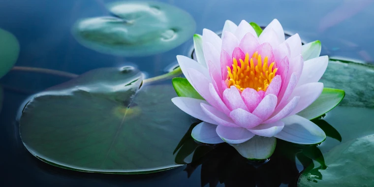 creator header picture