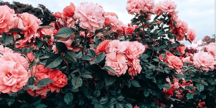creator header picture