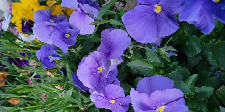 creator header picture
