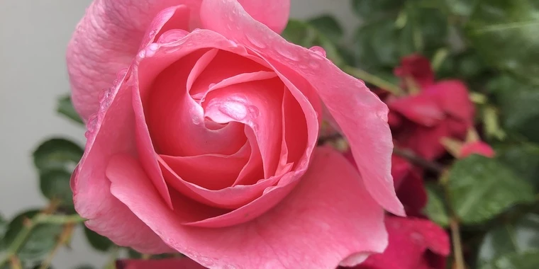 creator header picture