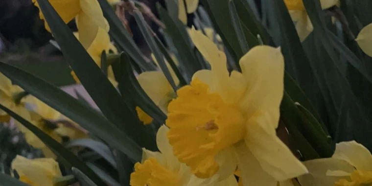 creator header picture