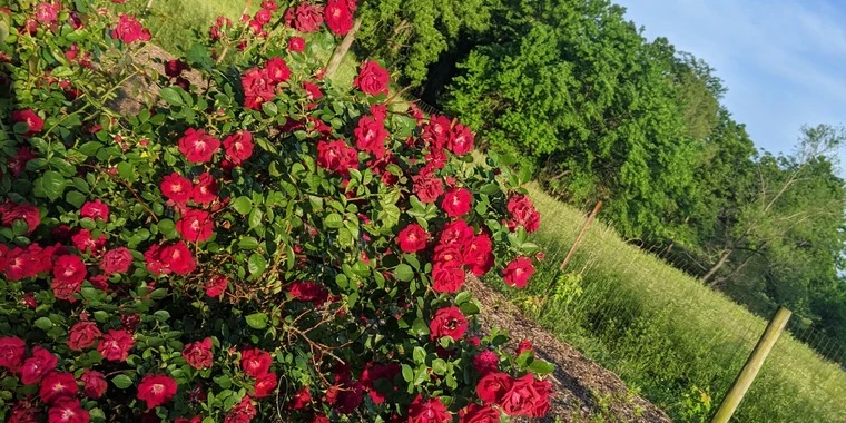 creator header picture