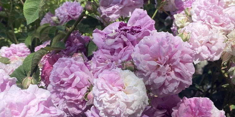 creator header picture