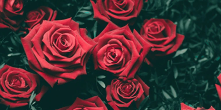 creator header picture