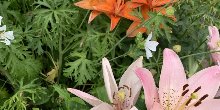creator header picture