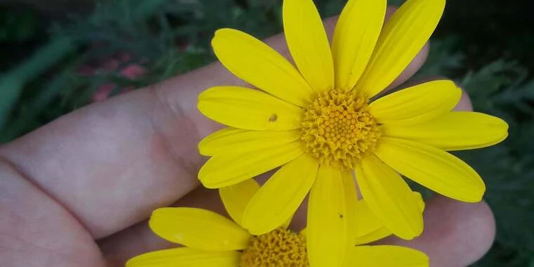 creator header picture