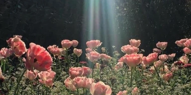 creator header picture