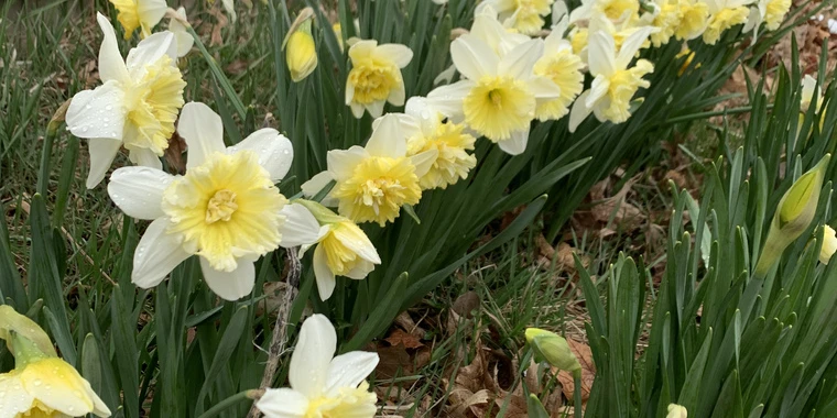 creator header picture
