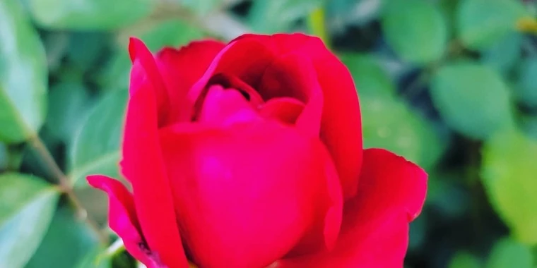 creator header picture