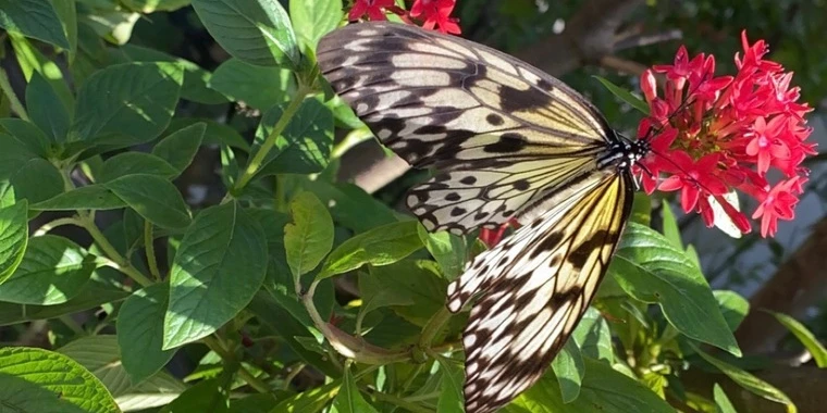 creator header picture