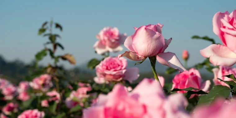 creator header picture