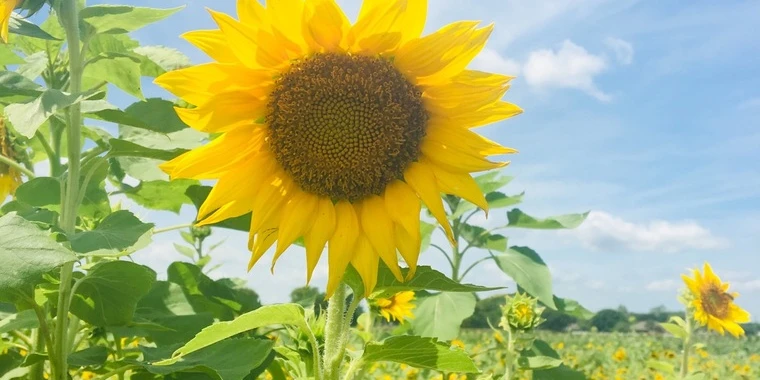 creator header picture