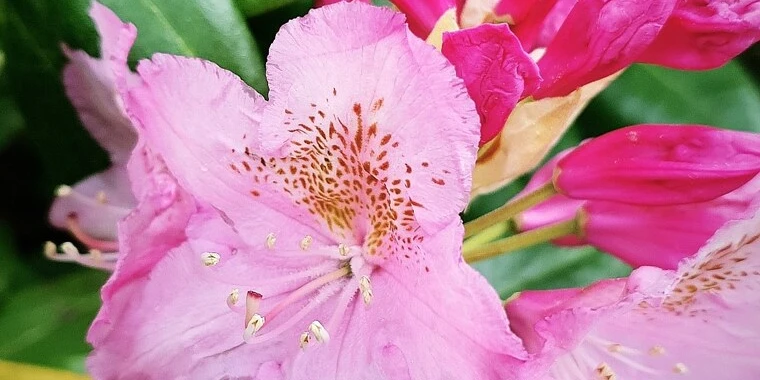 creator header picture