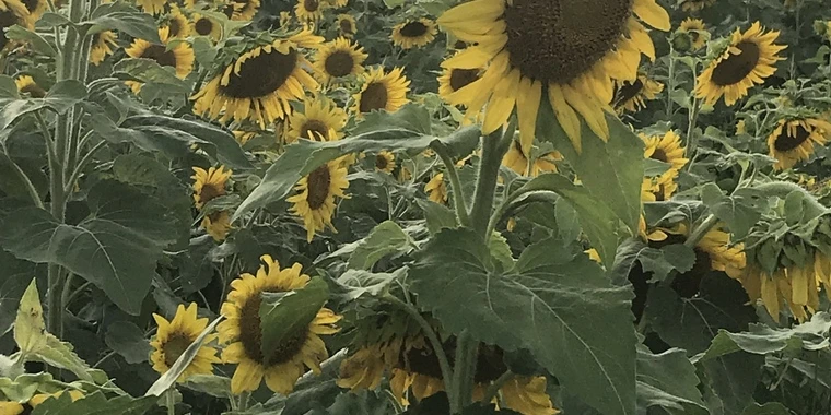 creator header picture