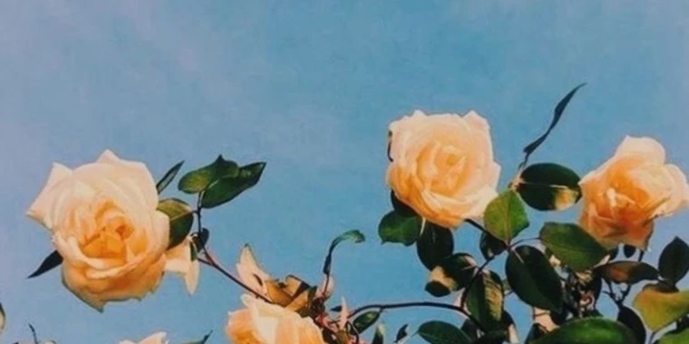 creator header picture