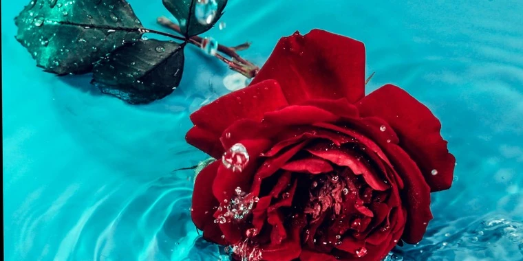creator header picture