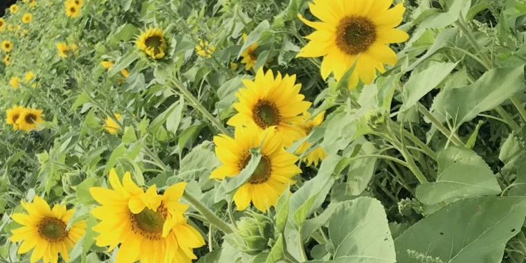 creator header picture