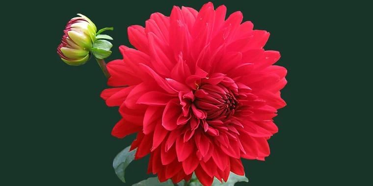 creator header picture